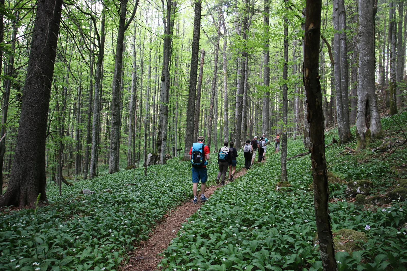 Randonnées dans les monts Apuseni