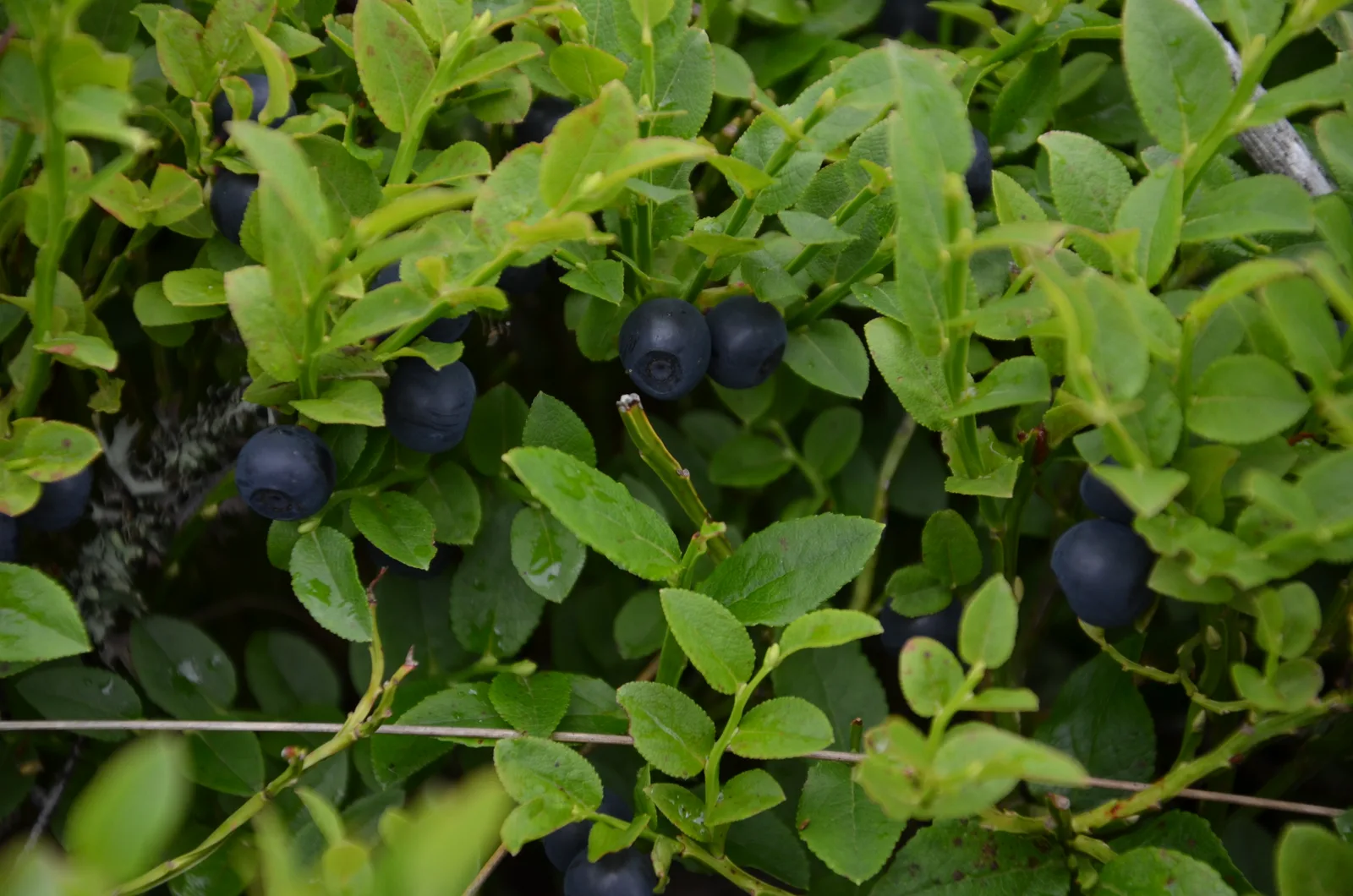 Sentiers de Bucovine