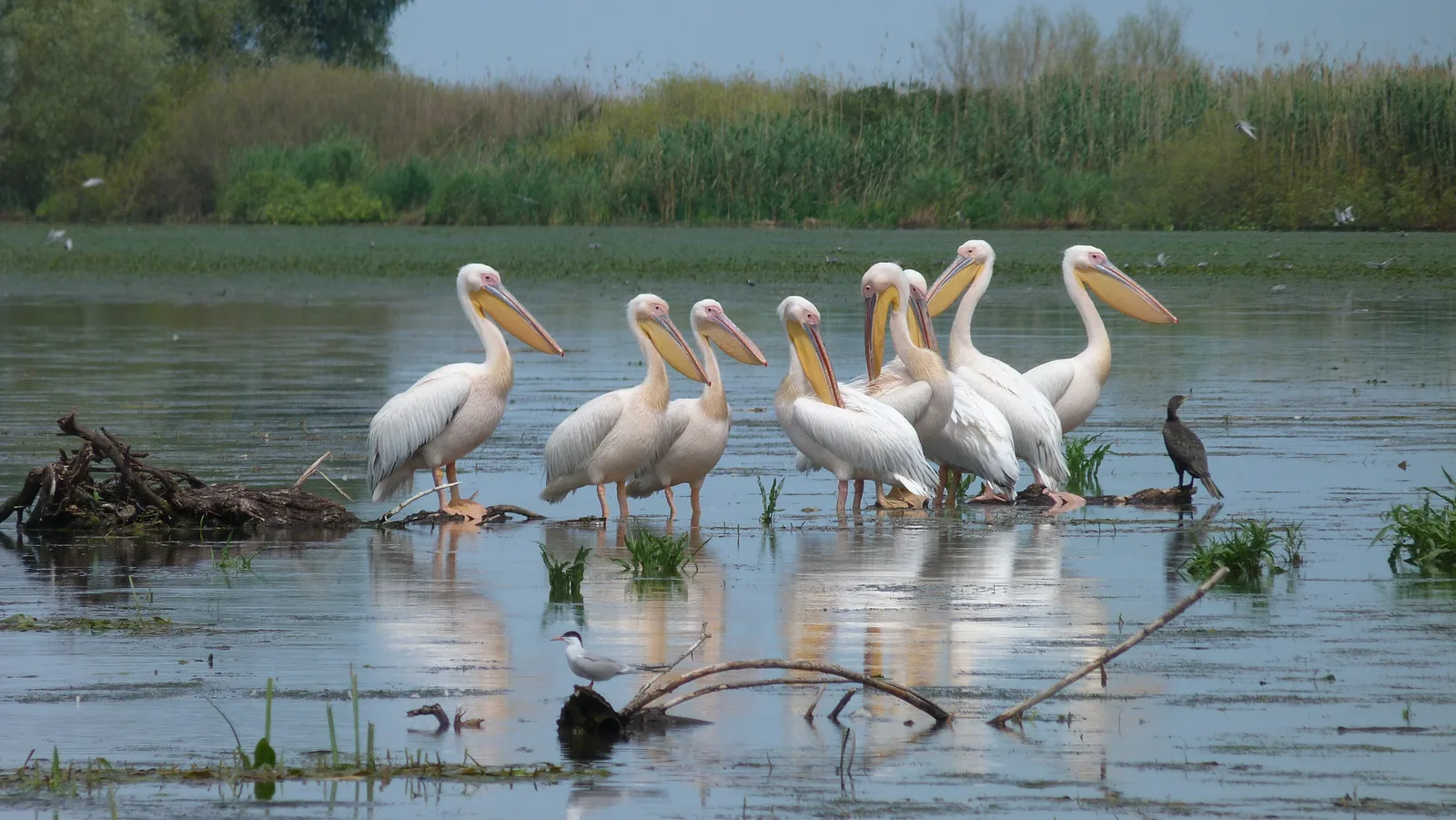 Delta du Danube et littoral de la Mer Noire