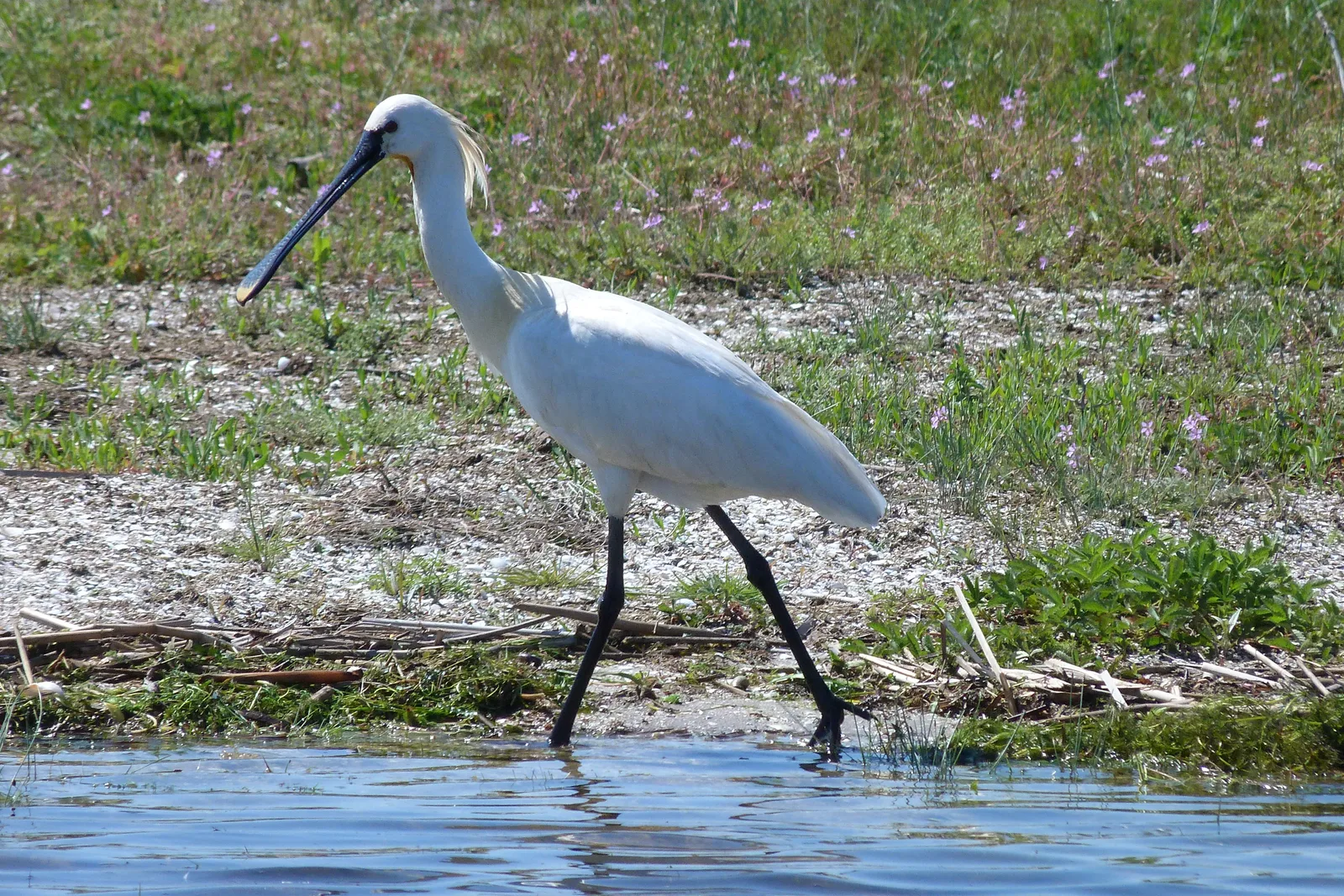 Delta du Danube et littoral de la Mer Noire