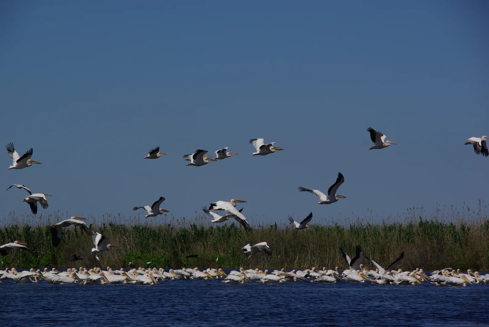 Delta du Danube et littoral de la Mer Noire