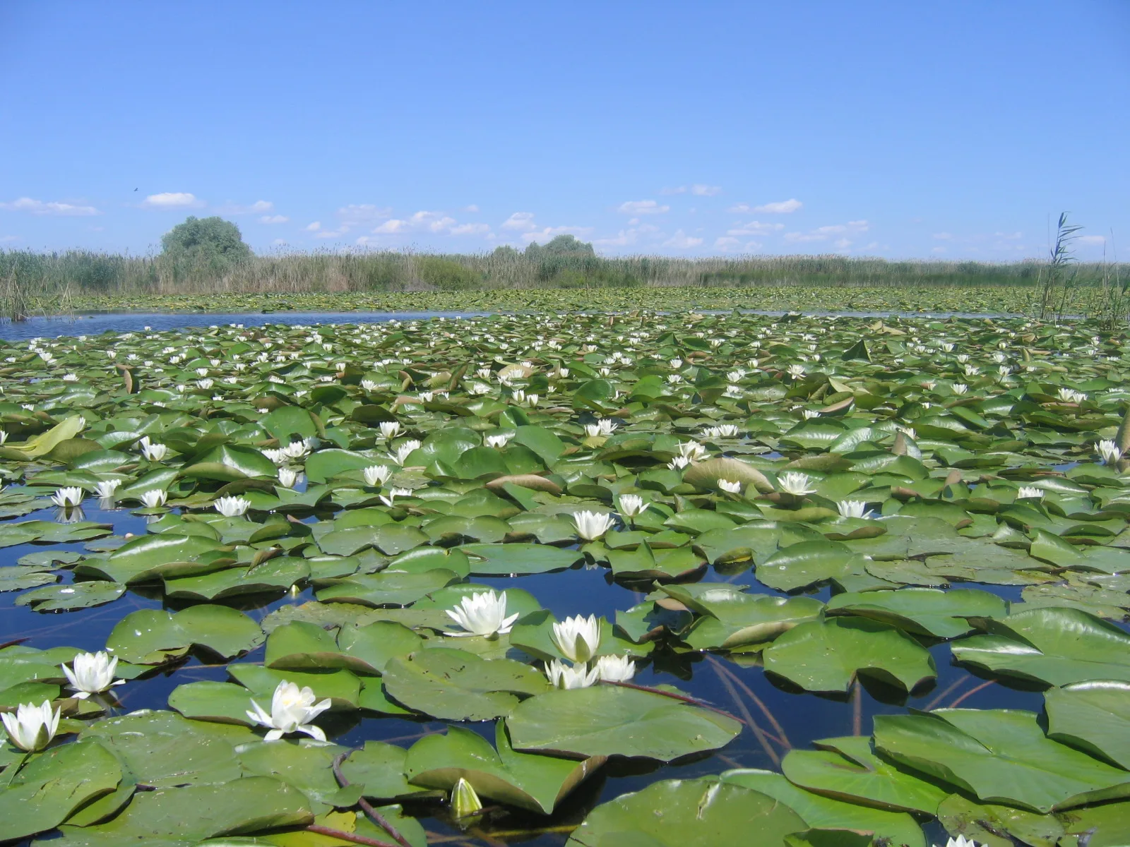 Delta du Danube et littoral de la Mer Noire