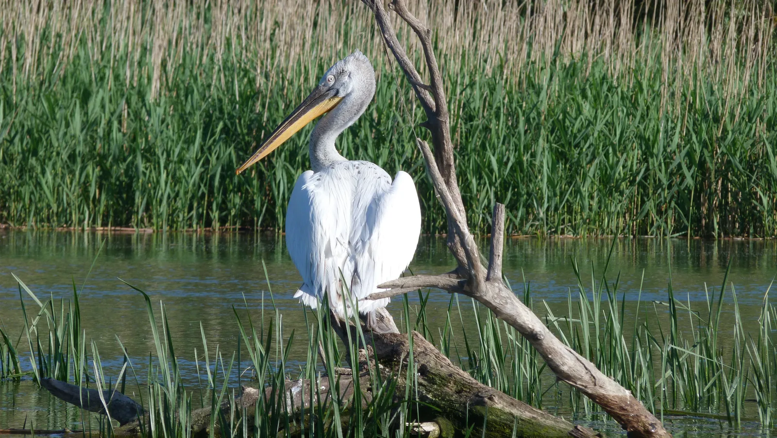 Delta du Danube et littoral de la Mer Noire