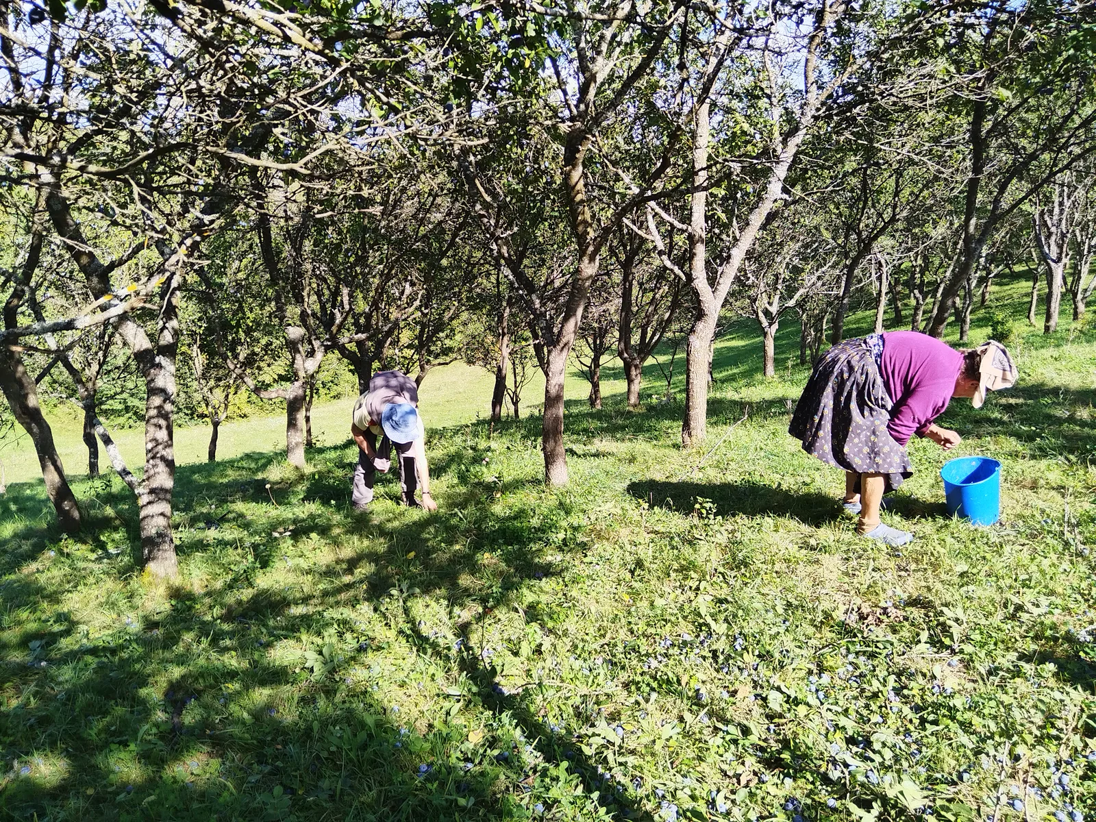 Sentiers de Maramureș et de Bucovine