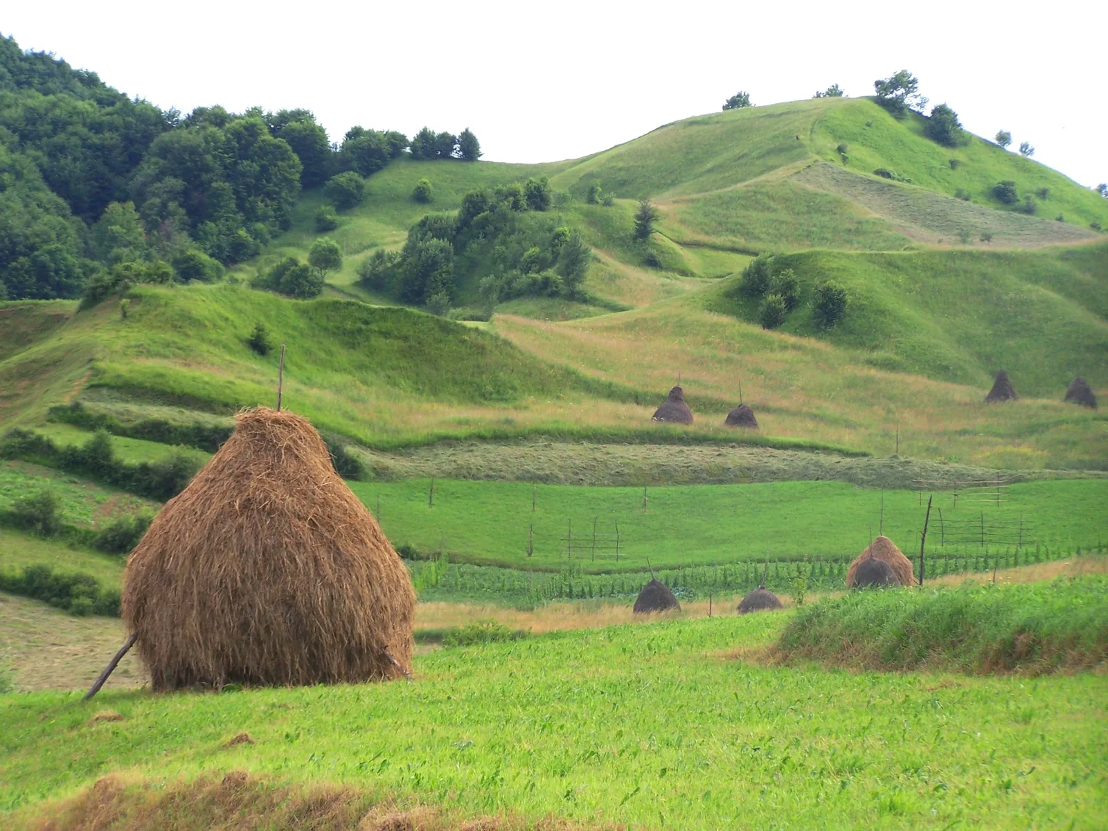 Roumanie du Nord : Maramureș & Bucovine