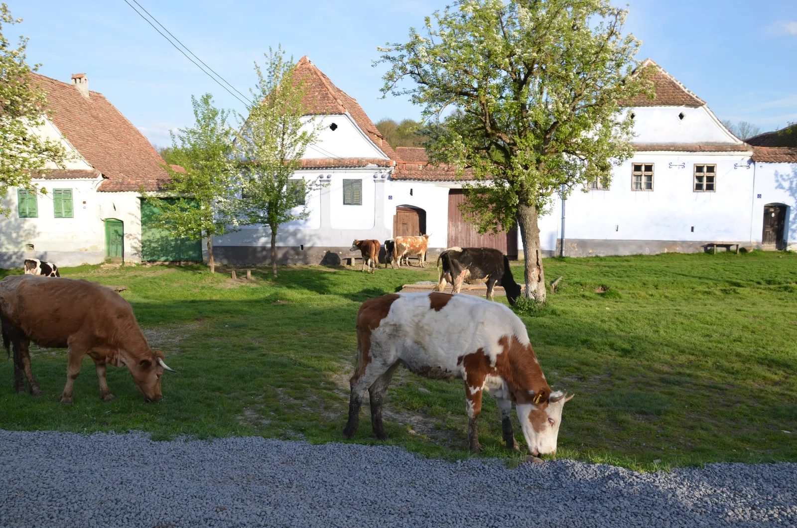Randonnées en Transylvanie — 12 jours